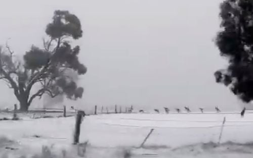 Шокиращо ВИДЕО от Австралия изуми света