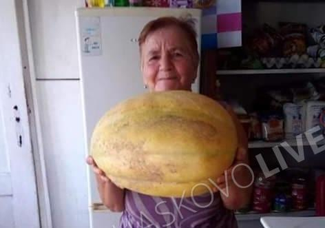 Баба Гинка отгледа истински гигант в градината си СНИМКИ