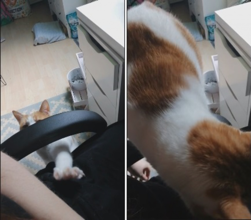 Вежлива котка очарова мрежата ВИДЕО