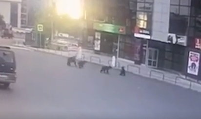 Шокиращо ВИДЕО: Семейство мечки се разхожда спокойно в руски град 