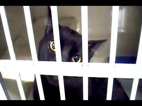 Надзиратели хванаха коте-престъпник, пренасяла мобилни телефони за затворници