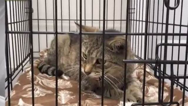 Изчезнала котка бе намерена след 11 години скитане