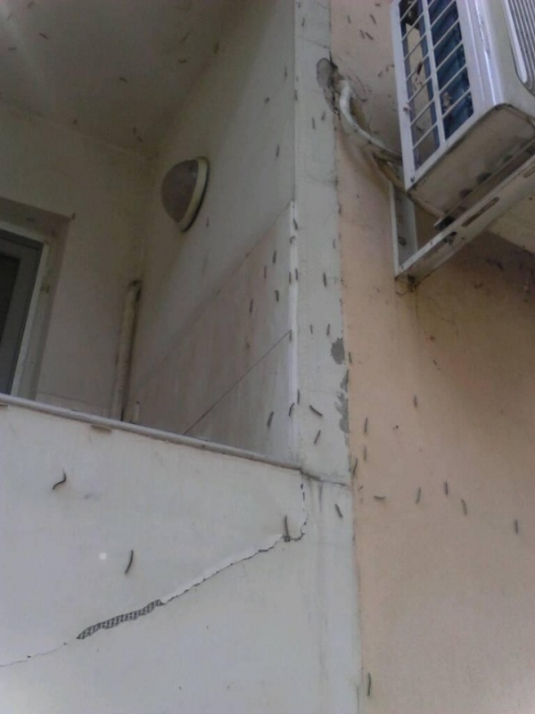 Видинчани изреваха от голяма напаст СНИМКИ