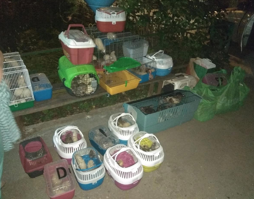 Потресаващи СНИМКИ: Жена гледа над 500 плъха в дома си и ги мори от глад