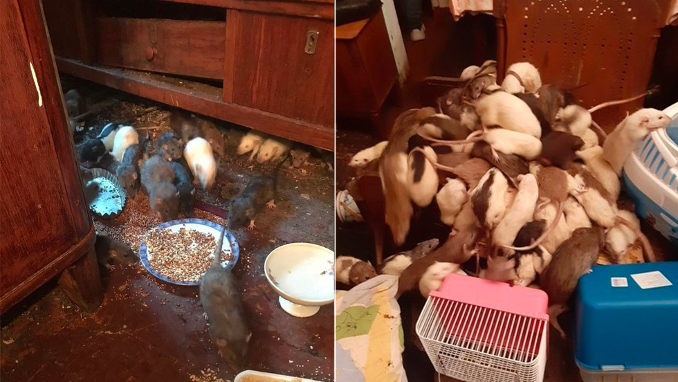 Потресаващи СНИМКИ: Жена гледа над 500 плъха в дома си и ги мори от глад
