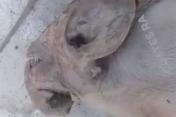 ВИДЕО със зловещ мутант от Аржентина втрещи мрежата 