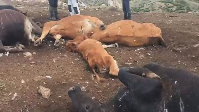 Смъртоносна буря уби стадо крави в Испания 