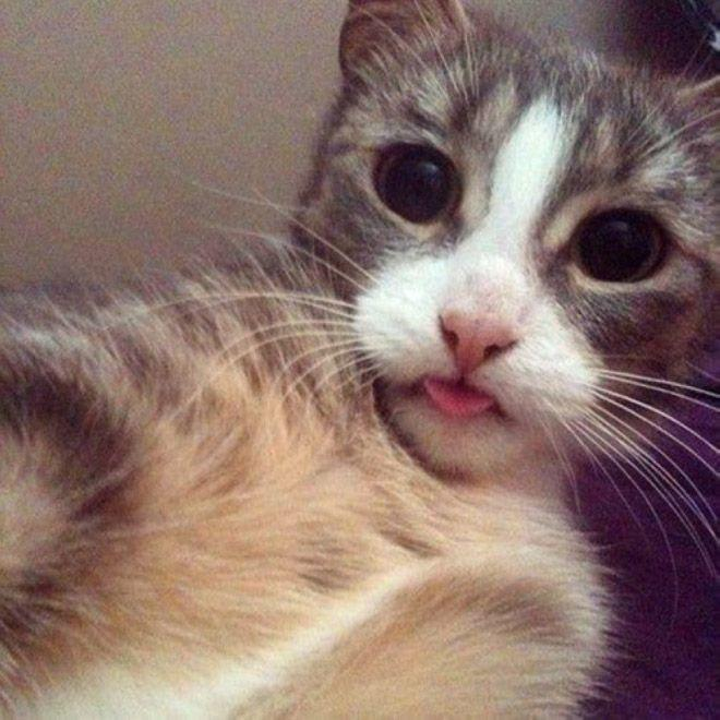 Как котките си правят СЕЛФИТА 