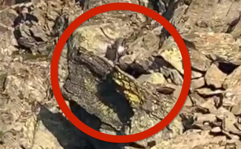 Странно същество бе запечатано на ВИДЕО от немски фотограф
