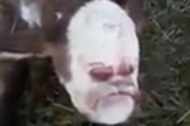 Ужас: Теленце се роди с човешко лице ВИДЕО