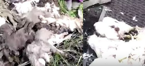 Свиреп звяр броди в Русия и оставя след себе си обезкървени и разпорени трупове 