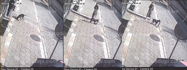 Куче уби малко коте на улицата пред очите на коравосърдечната си стопанка ВИДЕО