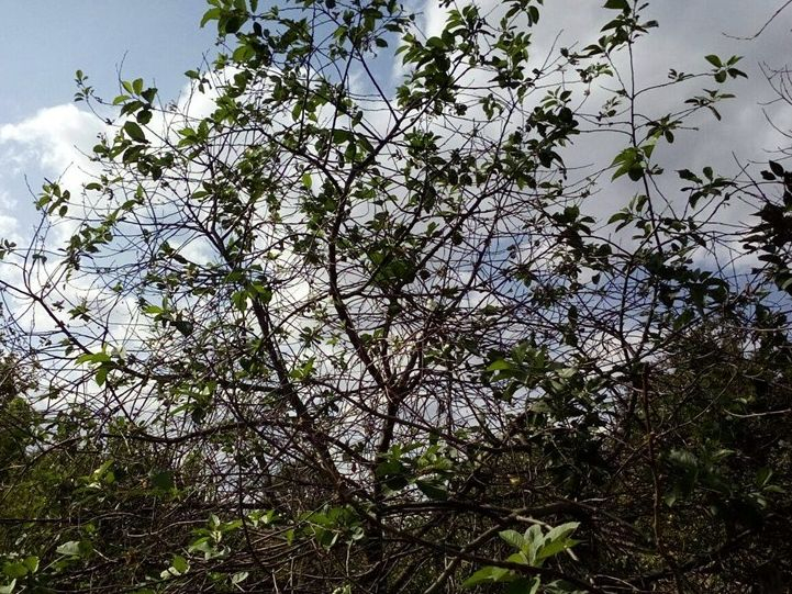 Тревожна природна поличба в Русенско уплаши всички СНИМКИ 