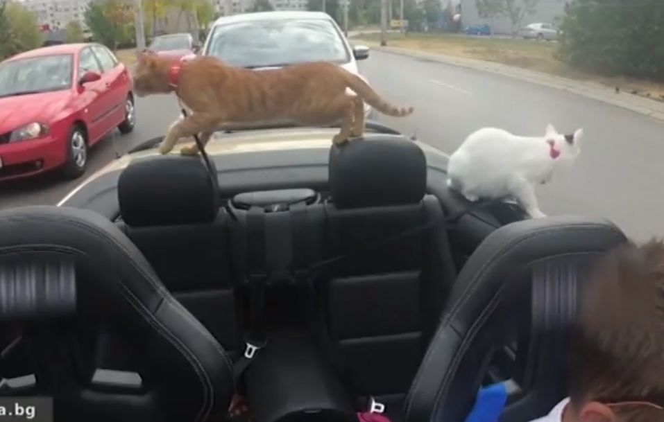 Софиянец разхожда котките си с БМВ кабрио 