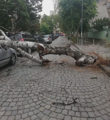 Общината глобява фирма за рухналото пред ИСУЛ дърво