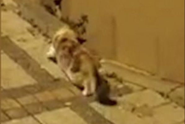 Котка нападна мишка, но получи неочакван отпор и... ВИДЕО