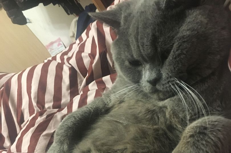 Котарак се чифтоса с цели пет котки за една нощ и се наложи... СНИМКИ