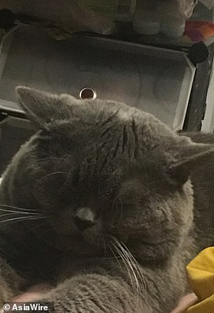 Котарак се чифтоса с цели пет котки за една нощ и се наложи... СНИМКИ