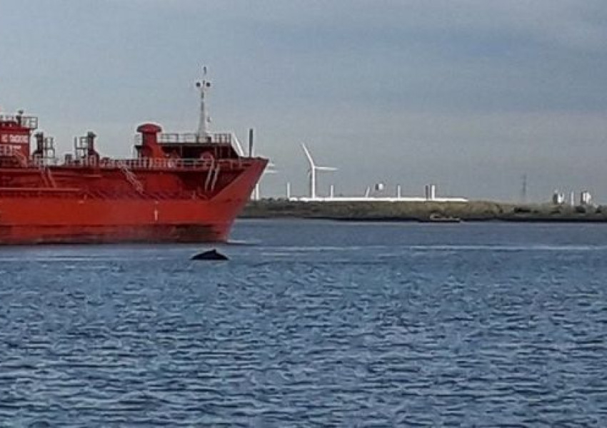 Огромно морско чудовище изплува в Темза до Лондон ВИДЕО