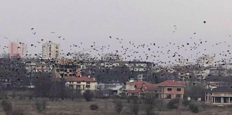 Като във филм на Хичкок! Врани нападат столичани