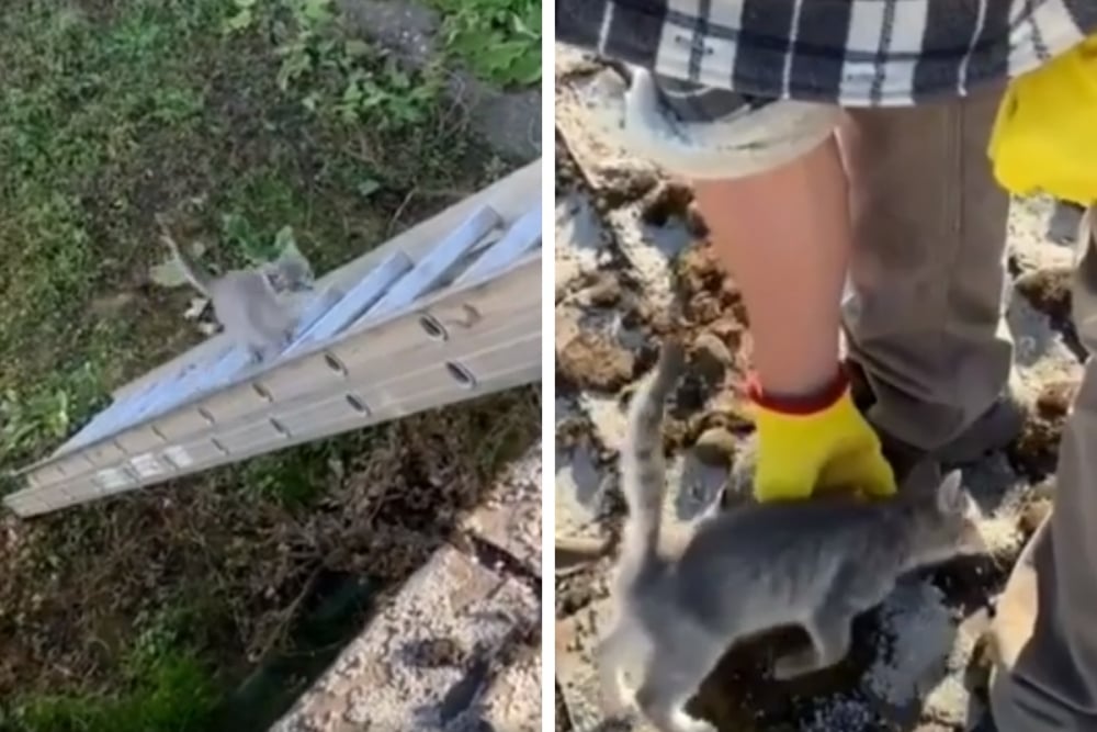 Котенце реши да помогне на собственика си и покори интернет ВИДЕО