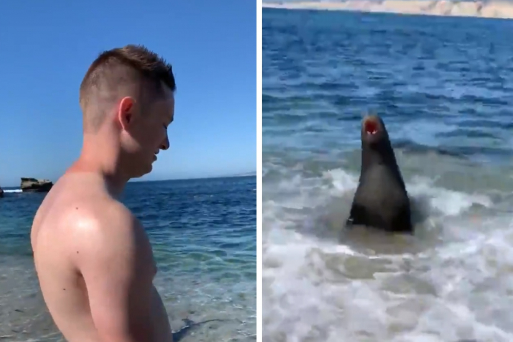 Нападение на морски лъв разсмя мрежата ВИДЕО