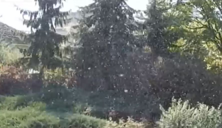 Разград пропищя от гнусно нашествие ВИДЕО