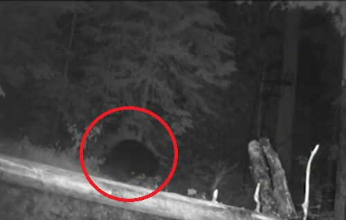 Страшен звяр вилнее в Карловско, хората са в ужас ВИДЕО