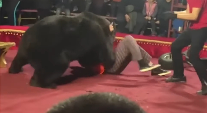 Смразяващо! Мечка нападна дресьора си по време на цирково шоу ВИДЕО