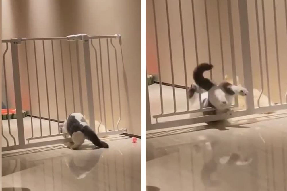 Самоуверен котарак се провали и разсмя всички ВИДЕО