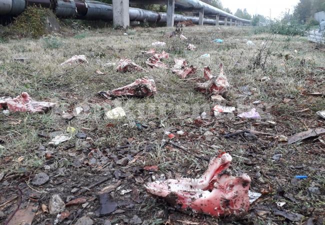 Невиждан ужас: Останки от трупове втрещиха врачани СНИМКИ 18+