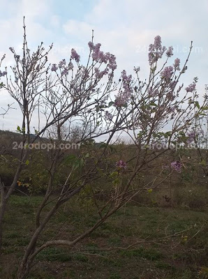 Необичайно явление зарадва хората в Рани лист, старците бият тревога СНИМКИ