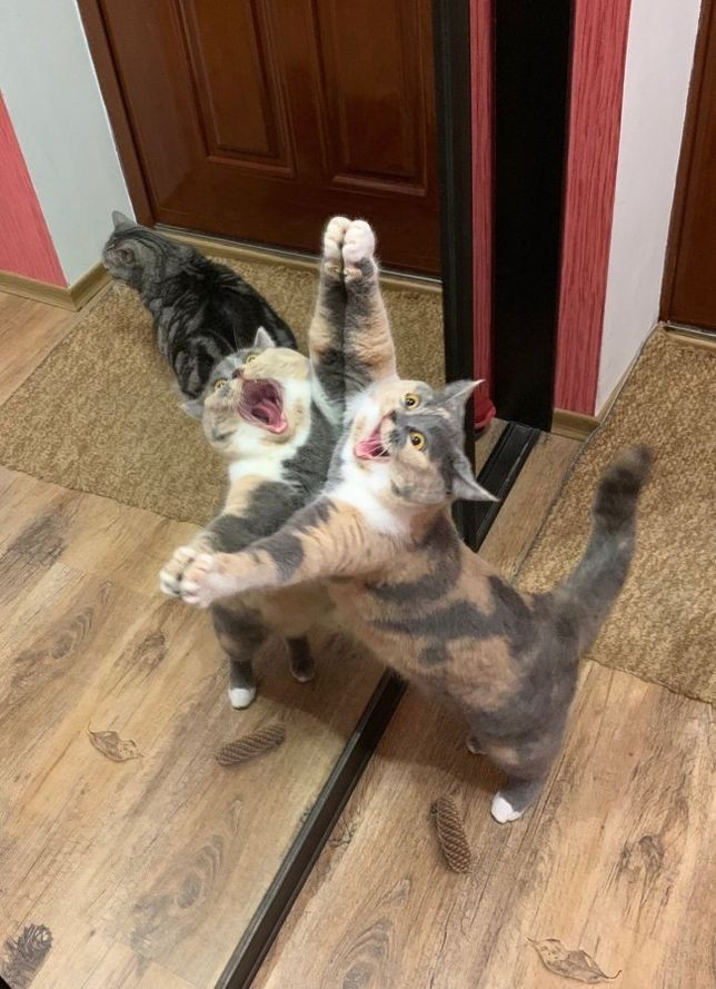 Котарак застана пред огледалото и разсмя всички СНИМКА