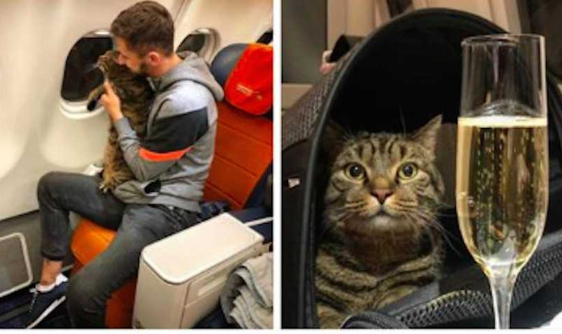 Твърде дебела котка не беше допусната в салона на самолета и я пратиха в бизнес класа