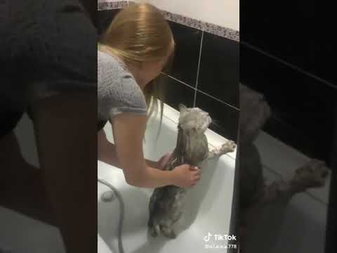 Вижте как котарак отговаря забавно на стопанката си, която го къпе ВИДЕО