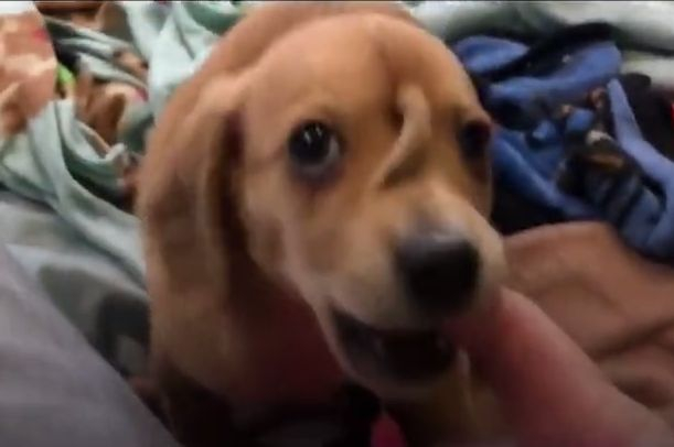 Кученце "еднорог" покори потребителите в мрежата ВИДЕО