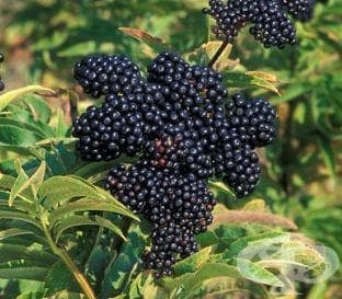 Целебен и вкусен сок унищожава всяка настинка и грип за нула време