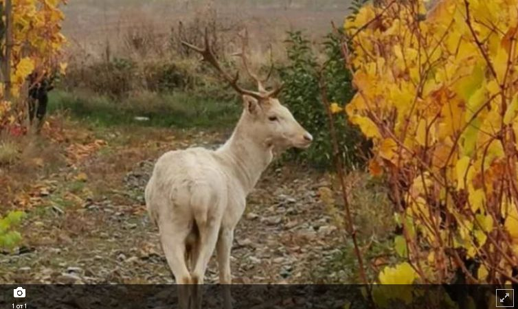 Само в БЛИЦ! Ето какво се случи с култовия бял елен, който претърпя тежък инцидент