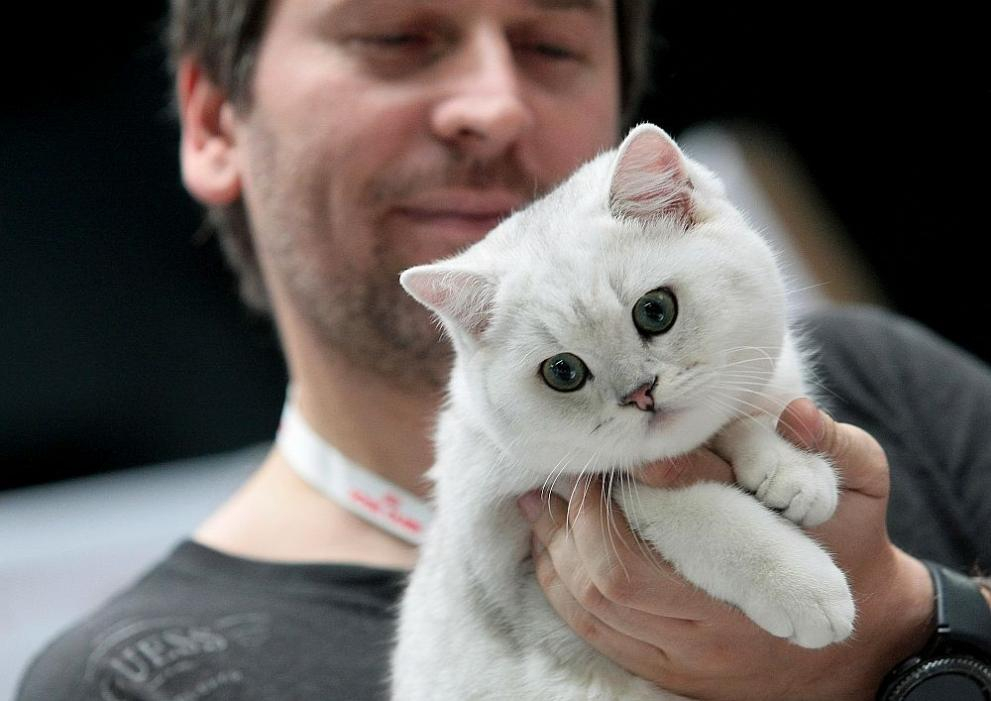 Ето къде може да видите малки сладки котета в София този уикенд СНИМКИ