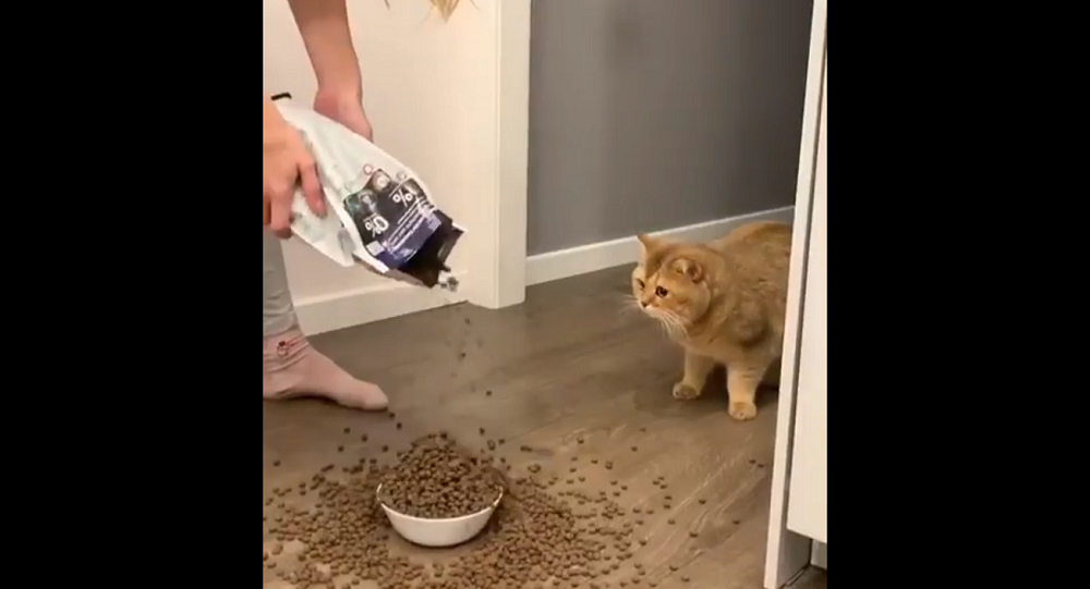 Котка не може да повярва какво стопанката ѝ направи с храната ѝ ВИДЕО