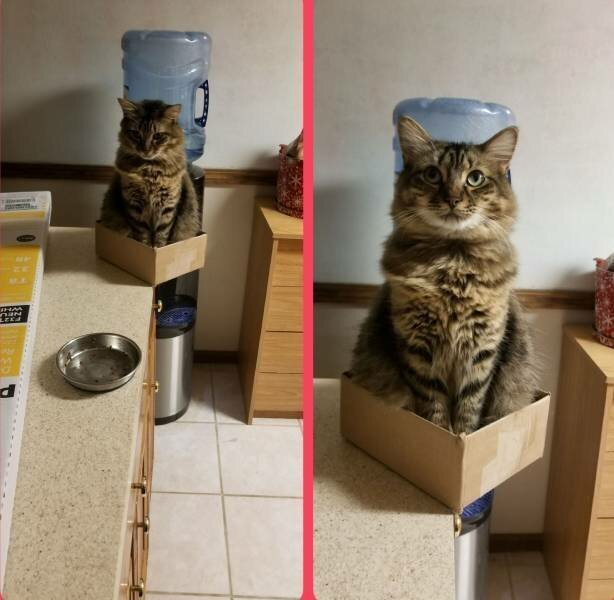 Смешни СНИМКИ на котки, които отказват да се подчиняват на законите на физиката