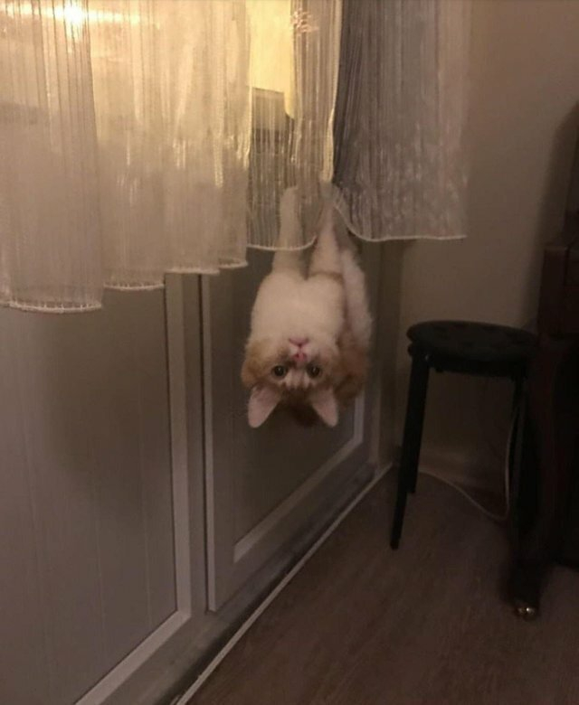 Смешни СНИМКИ на котки, които отказват да се подчиняват на законите на физиката
