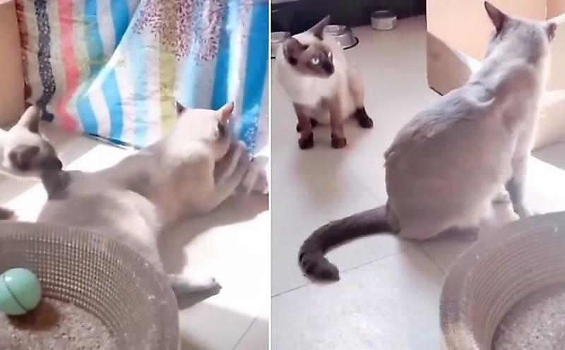 Котка рязко и страховито прекъсна играта между котарак и котенца ВИДЕО