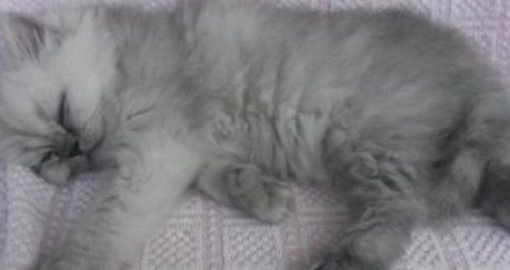 Персийско коте с две глави се пръкна в Тайланд СНИМКА 