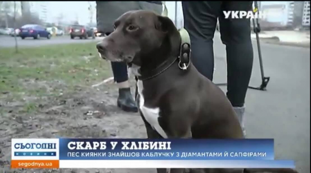 Куче донесе на стопанката си по време на разходка пръстен с брилианти 