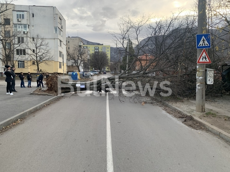 Бурята затвори улици във Враца, стълбове и дървета падат като круши СНИМКИ