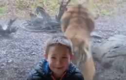 Уникално ВИДЕО с тигър, нападащ малко дете в зоопарк, взриви мрежата