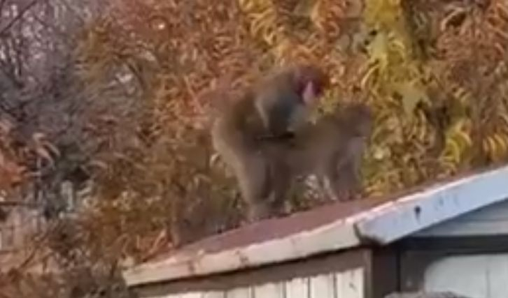 Воайор реши да заснеме как две маймуни правят секс, но изненадващо... ВИДЕО
