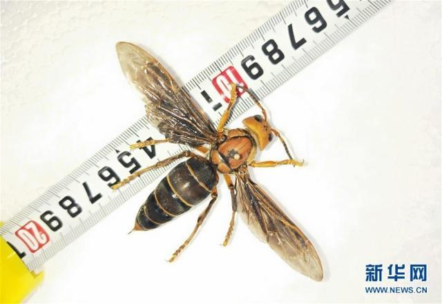 Жилото им разяжда човешката плът: Страшна напаст нападна Ню Йорк