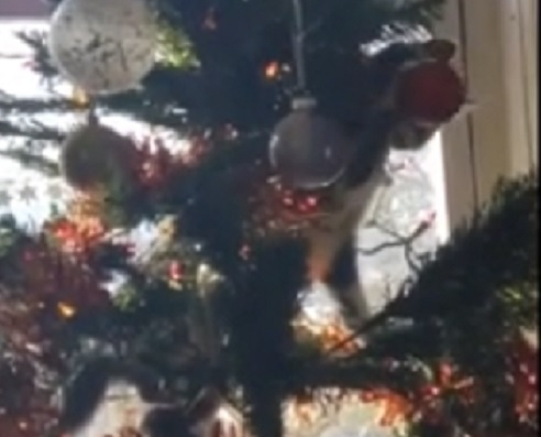 ВИДЕО с котенце, покатерено на елха, нагорещи мрежата 
